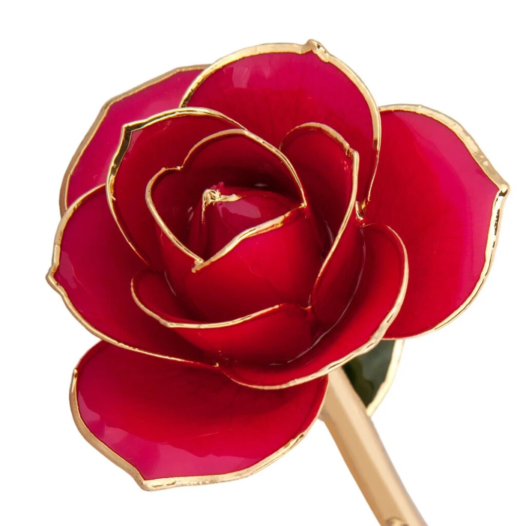 Luscious Pink Gold Dipped Rose