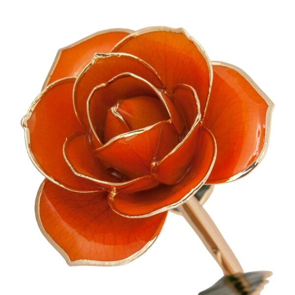 r83970018-600x600 Juice Orange Gold Dipped Rose