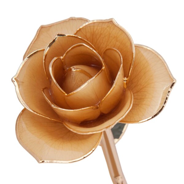 r83970076-600x600 Sweet Cream Gold Dipped Rose